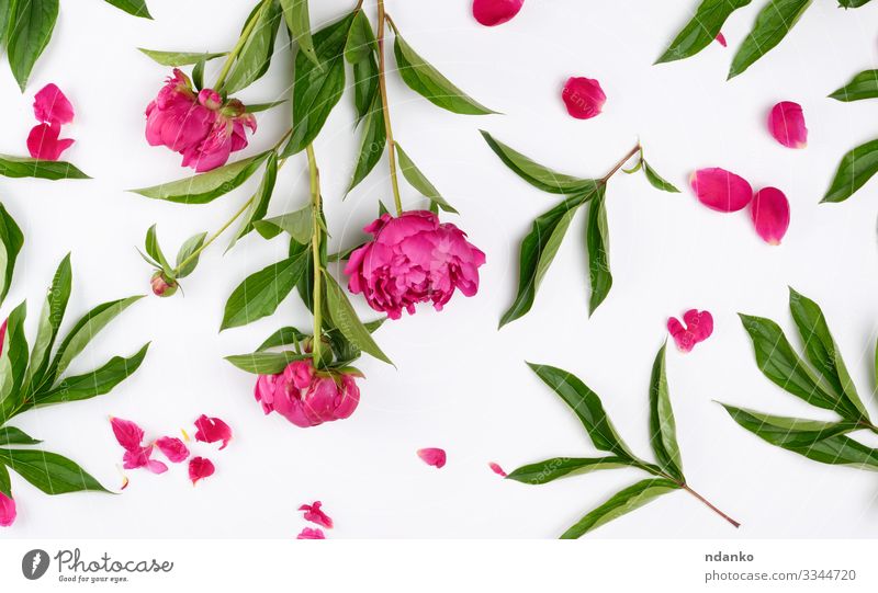 rosa blühende Pfingstrosen mit grünen Blättern Design Sommer Dekoration & Verzierung Feste & Feiern Muttertag Hochzeit Natur Pflanze Blume Blatt Blüte