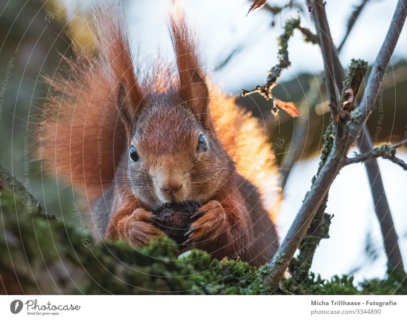 Eichhörnchen mit Walnuss Natur Tier Himmel Sonne Sonnenlicht Schönes Wetter Baum Zweige u. Äste Wildtier Tiergesicht Fell Krallen Pfote Kopf Auge Ohr Schwanz 1