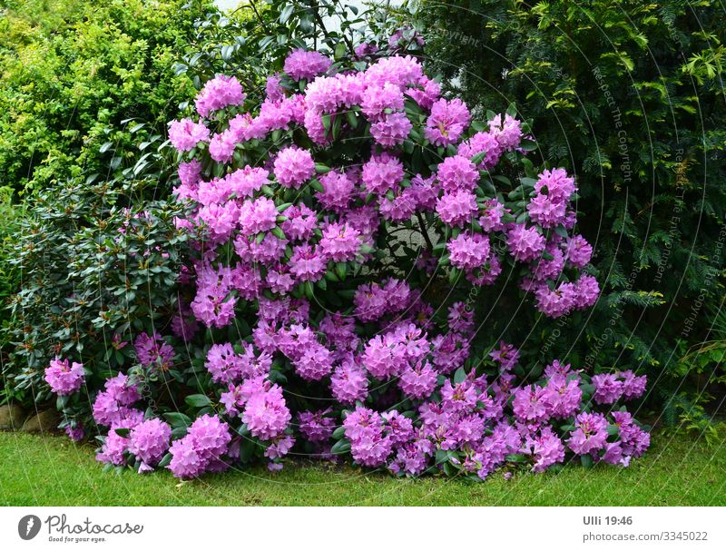 Das ist Quasidivadendron . . . . . (sagt time.) Sommer Garten Schönes Wetter Pflanze Blume Blüte Blühend Erholung Wachstum ästhetisch hoch natürlich Stadt grün