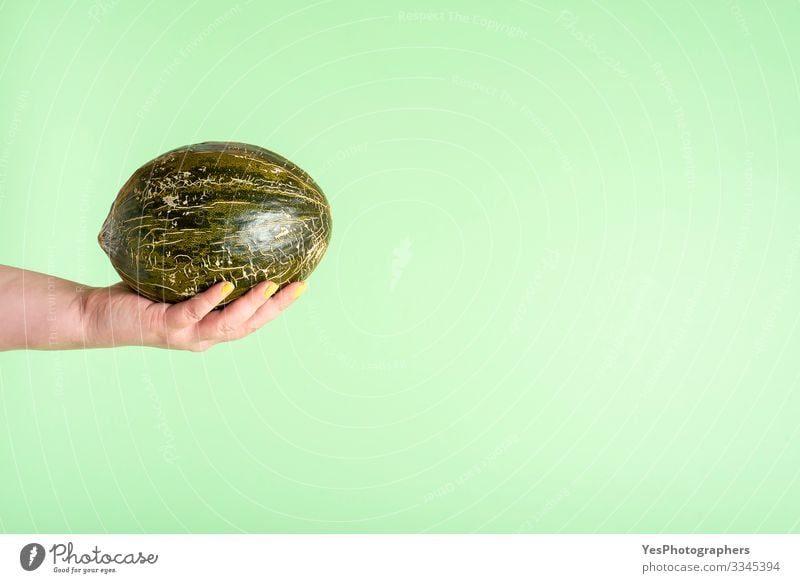 Spanische Melone in der Hand gehalten. Froschhaut-Melone in der Hand haltend Lebensmittel Frucht Frühstück Gesunde Ernährung frisch grün Weihnachtsmelone
