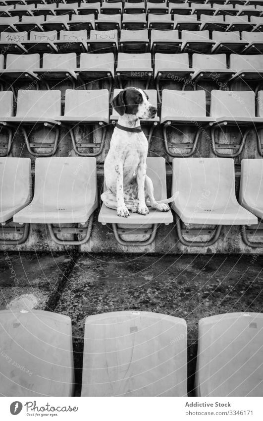 Aufgeregter Hund sitzt auf Stuhl im Stadion traurig verärgert unglücklich Haustier Tier freundlich warten Lifestyle Reinrassig bezaubernd niedlich urban Stadt