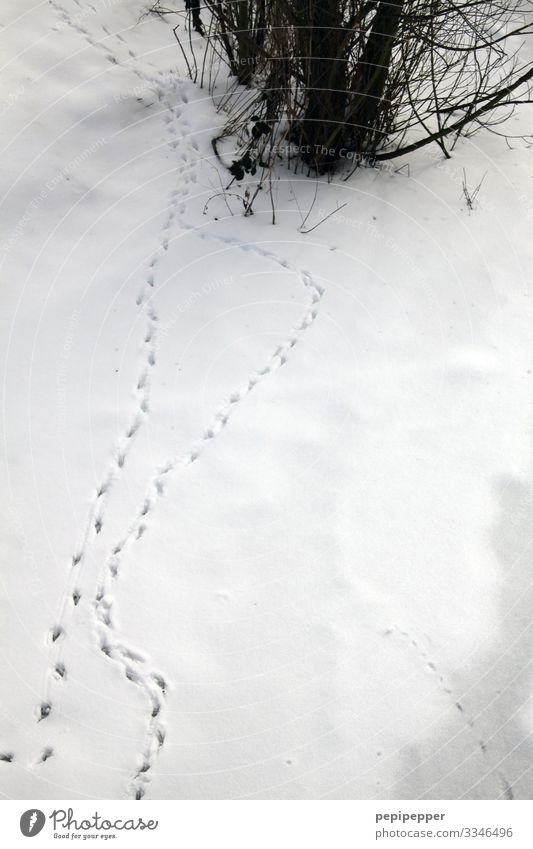 wieder in die Spur kommen Umwelt Natur Landschaft Pflanze Erde Winter Klima Wetter Eis Frost Schnee Schneefall Sträucher Garten Park Feld Vogel Fährte Ornament