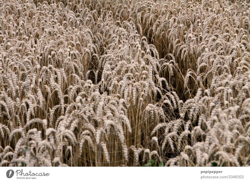 Kornfeld Getreide Ernährung Umwelt Natur Pflanze Erde Sommer Gras Nutzpflanze Weizen Roggen Feld Wachstum Gedeckte Farben Außenaufnahme Menschenleer Tag