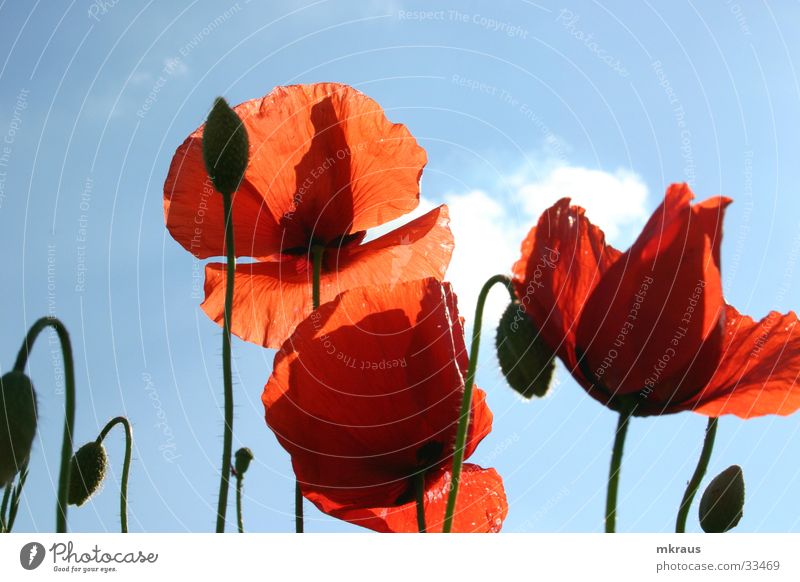 Roter Mohn Blume Mohen Blühten Blütenknospen Himmel