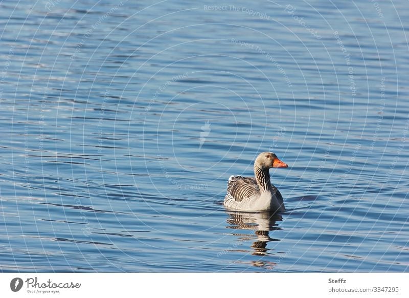 ruhiges Wasser Graugans Gans Wildvogel blaues Wasser See Teich Vogel friedliche Ruhe beruhigendes Wasser Gelassenheit Idylle Stille idyllisch frei harmonisch