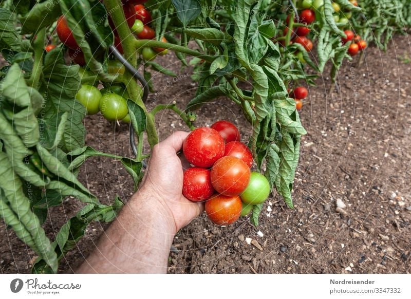 Tomatenernte Lebensmittel Gemüse Frucht Ernährung Bioprodukte Vegetarische Ernährung Fasten Italienische Küche Garten Arbeit & Erwerbstätigkeit Landwirtschaft