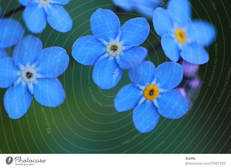 mehrere blau blühende Vergissmeinnicht-Blümchen Vergißmeinnicht Vergißmeinnichtblüte blaue Blumen Myosotis zarte Blüten blaue Blütenblätter zarte Blumen