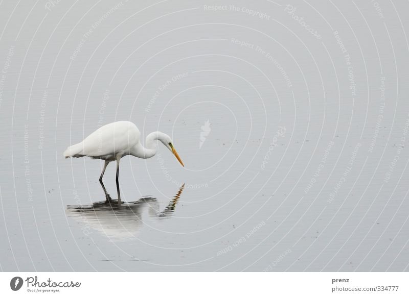 suchend Umwelt Natur Tier Wildtier Vogel 1 grau weiß Silberreiher See stehen Reflexion & Spiegelung Farbfoto Außenaufnahme Tag Zentralperspektive Tierporträt