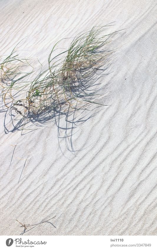 Strandhafer behauptet sich auf Sanddüne Natur Pflanze Sonne Sommer Gras Grünpflanze Wildpflanze Nordsee Insel Helgoland Dünengras Stranddüne gelb grün weiß