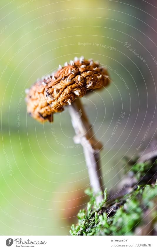 Bäh! | ungenießbar Herbst Pilz Natur Farbfoto Außenaufnahme Schwache Tiefenschärfe Nahaufnahme Makroaufnahme Waldboden Moos Giftpilz giftig Thementag