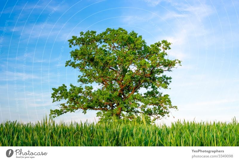 Einzelne Eiche zwischen landwirtschaftlichen Feldern unter blauem Himmel Sommer Umwelt Natur Landschaft Schönes Wetter Baum Nutzpflanze Wiese Einsamkeit