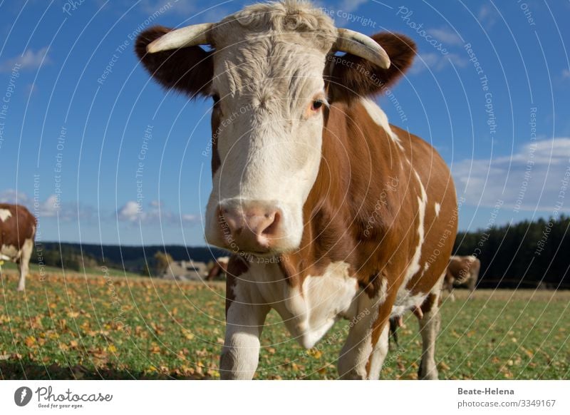 Welt der Tiere 2 Kuh Weide Wiese Landwirtschaft Nutztier Außenaufnahme Viehzucht Landleben Schwarzwald Sonnenschein