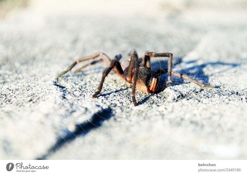 spinne am morgen. vertreibt kummer und sorgen. wer möcht sie borgen? Tierporträt Fernweh Schatten außergewöhnlich exotisch Ausflug Farbfoto Abenteuer