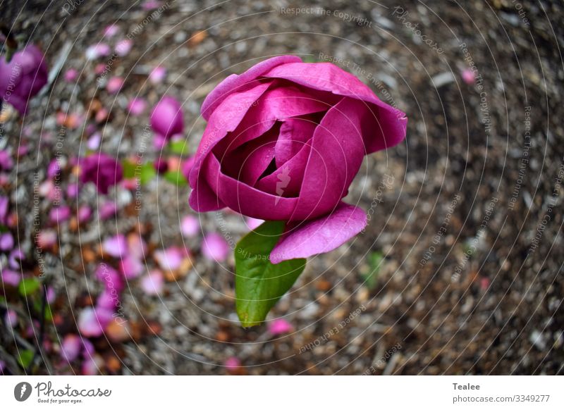 Rosa Blume Natur Pflanze Frühling Schönes Wetter Baum Blüte ästhetisch frisch schön positiv braun rosa Freude Fröhlichkeit Zufriedenheit Frühlingsgefühle