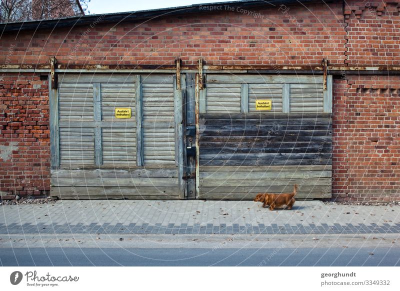 Vor einer alten Garage oder Werkstatt aus Backsteinen mit zwei hellgrünblauen Hängetoren geht ein kleiner brauner Hund entlang. Straße Halle Lager Haustier