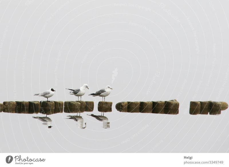 drei Möwen stehen im Nebel auf einer Buhne und spiegeln sich im Wasser Umwelt Natur Tier Frühling Insel Usedom Achterwasser Wildtier Vogel 3 warten ästhetisch