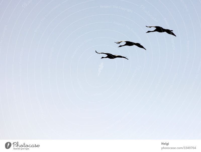 drei Kraniche fliegen im Gegenlicht in Formation vor blauem Himmel Umwelt Natur Tier Wolkenloser Himmel Herbst Schönes Wetter Wildtier Vogel Zugvogel 3