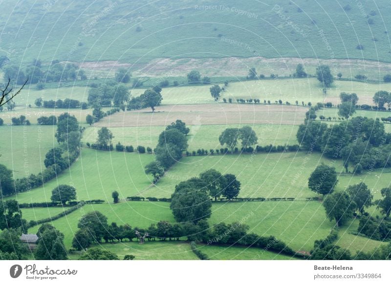 Bäume 4 grün Landschaft Baumgruppen Außenaufnahme Natur Wiese Wales