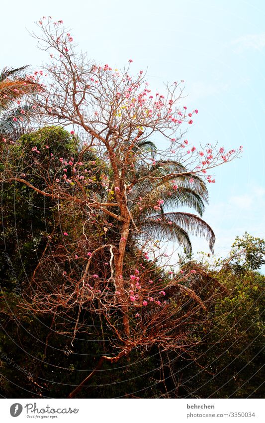 blüten Ferien & Urlaub & Reisen Abenteuer Ausflug Ferne Landschaft Himmel Sommer Strand Meer Costa Rica fantastisch außergewöhnlich schön Fernweh Farbfoto