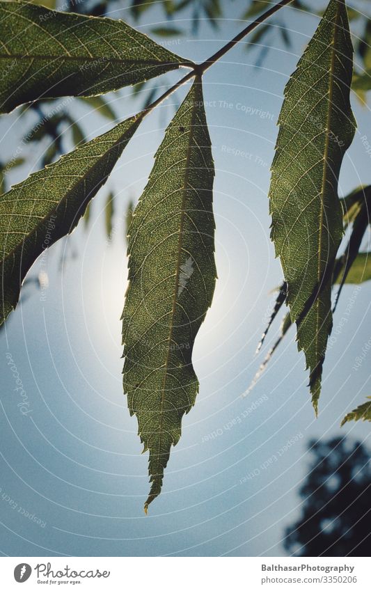 Esskastanie (Blätter) Sommer Umwelt Wachstum Natur Pflanze Himmel Wolkenloser Himmel Sonne Wetter Schönes Wetter Baum Nutzpflanze Garten Park Menschenleer hell