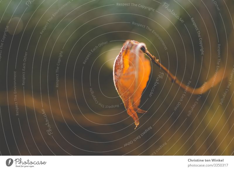 Blatt einer Weigelia mit Frostrand im Gegenlicht Umwelt Natur Sonnenlicht Winter Eis Pflanze Sträucher hängen außergewöhnlich Freundlichkeit glänzend nah