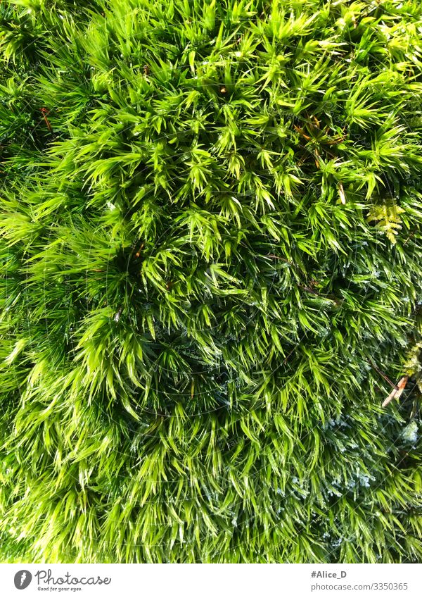 Moos Waldboden Nahaufnahme Umwelt Natur Pflanze Erde authentisch frisch nass natürlich weich grün Design Klima rein Umweltschutz Bodendecker Hintergrundbild