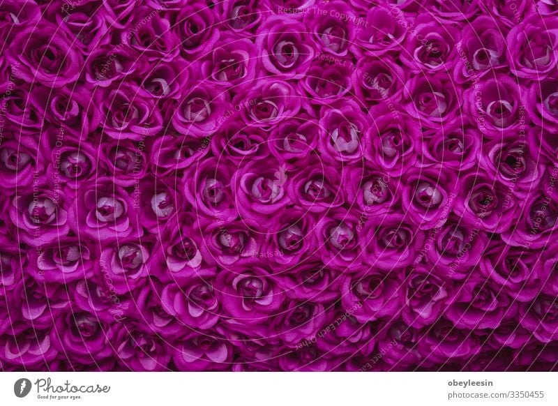 schöne, farbenfrohe Wildblumen wachsen Design Sommer Dekoration & Verzierung Hochzeit Geburtstag Mutter Erwachsene Natur Landschaft Blume frisch retro blau rosa