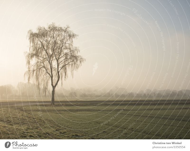 Trauerbirke in der tiefstehenden Wintersonne Umwelt Natur Landschaft Himmel Sonnenlicht Schönes Wetter Nebel Pflanze Baum Birke Feld authentisch fantastisch