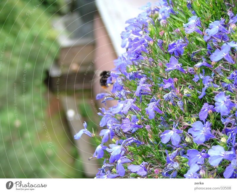 Bienenfütterung Hummel Blume Balkon Grill violett Tiefenschärfe Hintergarten Bank blau Brennpunkt