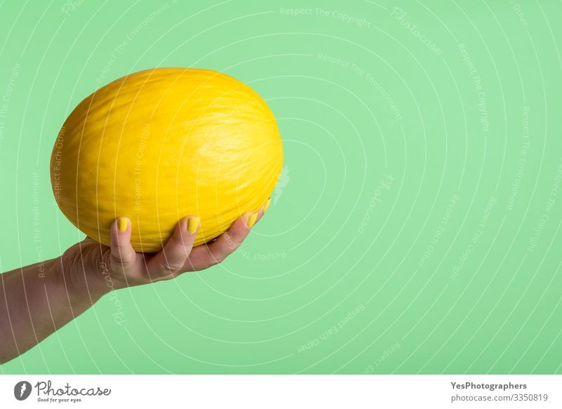 Honigmelone in der Hand gehalten. Ganze gelbe Melone in Frauenhand Frucht Dessert Ernährung Frühstück Bioprodukte Vegetarische Ernährung Diät kaufen