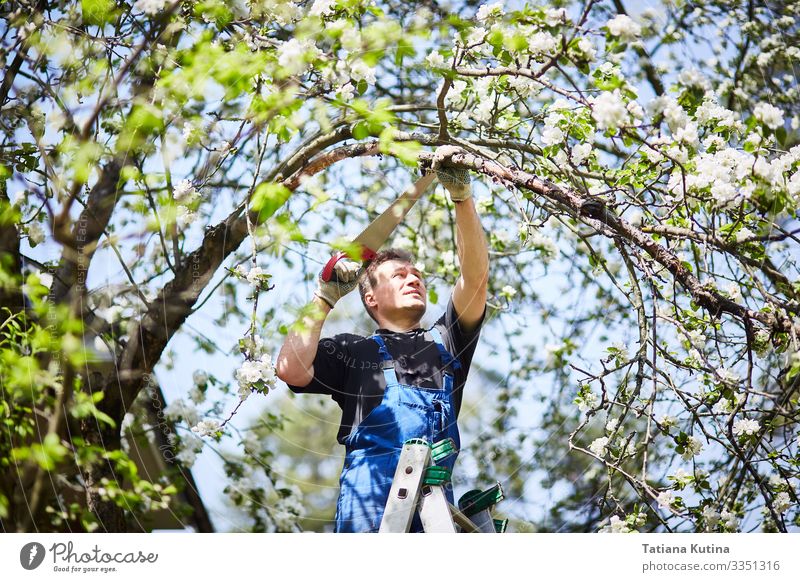 Ein Mann schneidet mit einer Säge einen Ast eines blühenden Apfelbaums ab. Freizeit & Hobby Sommer Garten Arbeit & Erwerbstätigkeit Gartenarbeit Werkzeug Schere