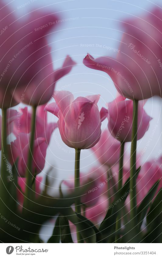 Pinke Tulpen Natur Pflanze Frühling Blatt Blüte Feld Blühend Duft schön grün rosa rot Romantik träumen Blütenkelch Liliengewächse Zierpflanze Park Garten