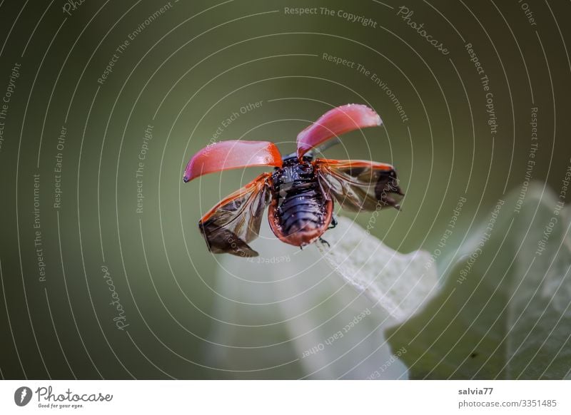 ich heb ab Umwelt Natur Pflanze Blatt Tier Käfer Flügel Insekt 1 fliegen außergewöhnlich Beginn Freiheit Mobilität Flugzeugstart ausbreiten Farbfoto