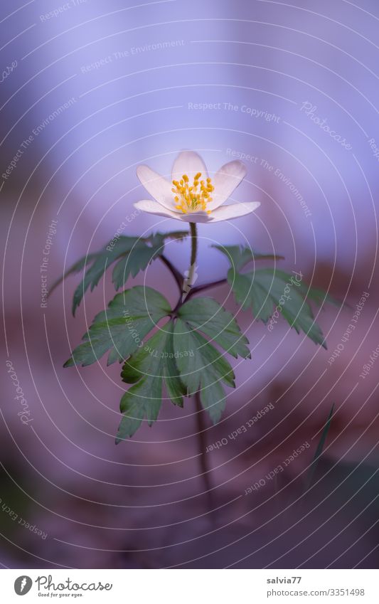 Pflanzenportrait | Buschwindröschen Natur Blume Blüte Makroaufnahme Nahaufnahme Frühling Farbfoto Außenaufnahme Freisteller Hintergrund neutral
