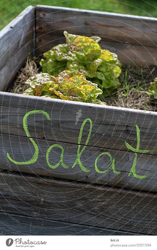 Wörtlich genommen l Salat Beet Buchstaben Schriftzeichen Text Hochbeet Erde Garten Eigenanbau Ernte reif Grüner Daumen grün regional heimisch Pflanze Natur