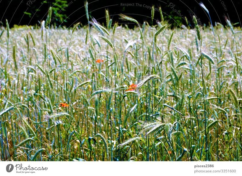 Field and flowers in spring time Design Sommer Natur Pflanze springen agricultural Hintergrundbild beautiful beauty border bread cereal close color crop