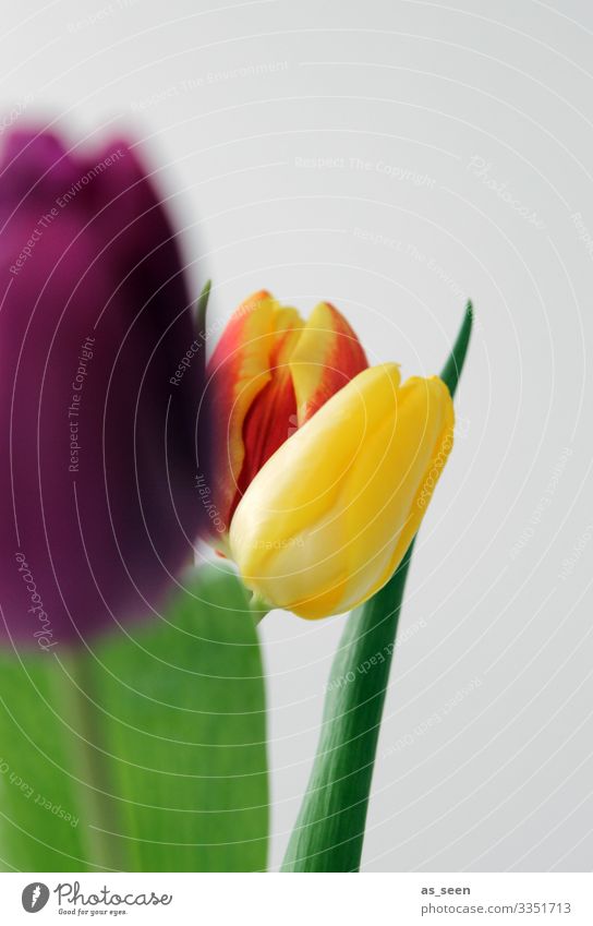 Frühlingskomposition Lifestyle Leben harmonisch Innenarchitektur Dekoration & Verzierung Muttertag Ostern Geburtstag Sommer Pflanze Blume Tulpe Blatt Blüte