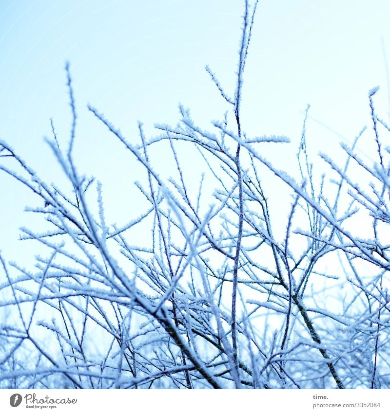 kind of puderzucker | Eiszeit Himmel Winter Schönes Wetter Schnee Pflanze Sträucher Ast hell kalt Stimmung Zusammensein Leben Ausdauer ästhetisch Inspiration
