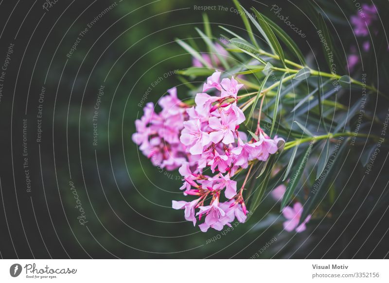 Nerium-Oleander-Strauch in Blüte schön Sommer Sonne Garten Natur Landschaft Pflanze Blume Sträucher Blatt Park frisch natürlich grün rosa Farbe geblümt Buchse
