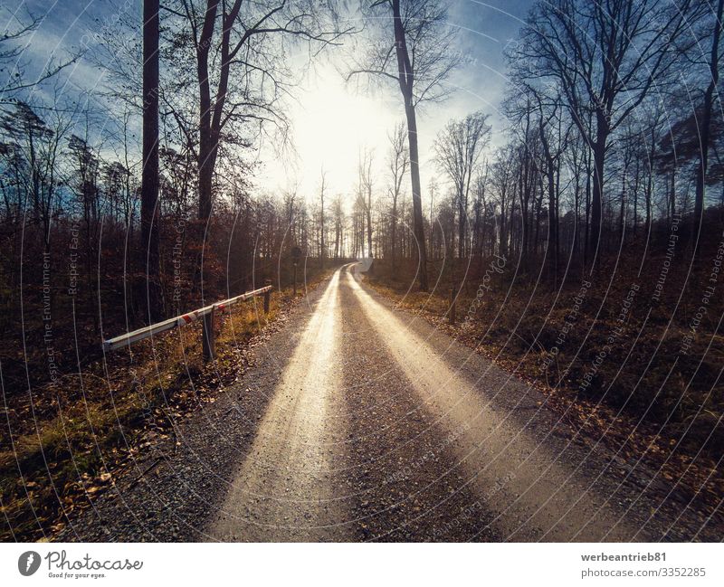 Langer Waldschutzweg, der zur Sonne führt ruhig Natur Landschaft Pflanze Erde Himmel Baum Verkehr Straße Wege & Pfade lang unbefestigter Weg Sonnenschein