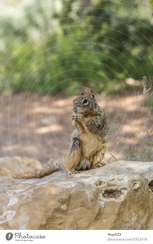 Eichhörnchen sitzt auf einem Felsen Säugetier Fell braun klein süß Nagetiere Stein Sträucher grün sitzen knabbern nagen beobachten