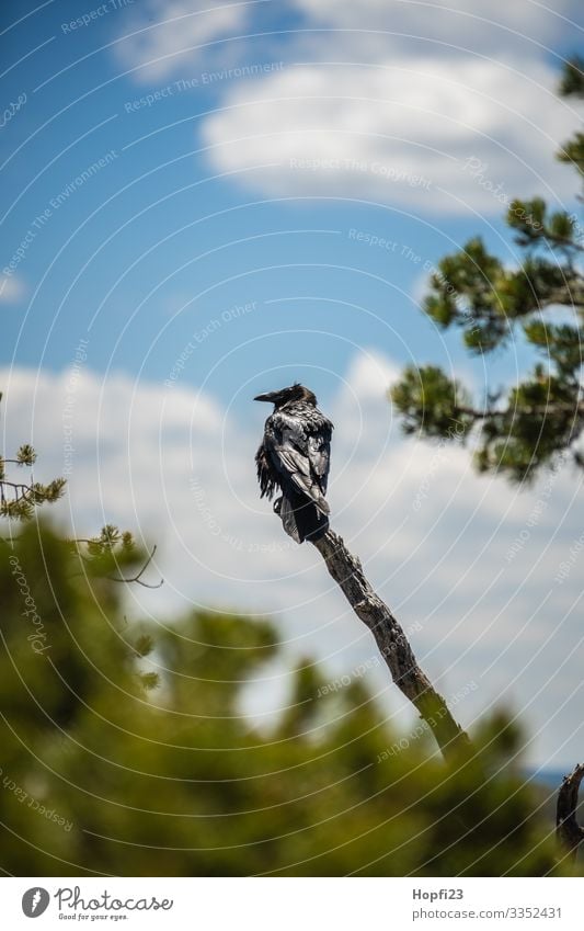 Rabe auf einem Ast Rabenvögel schwarz Federn Baum Wolken Himmel Sträucher grün Kiefer Glanz glänzend Vogel Tier