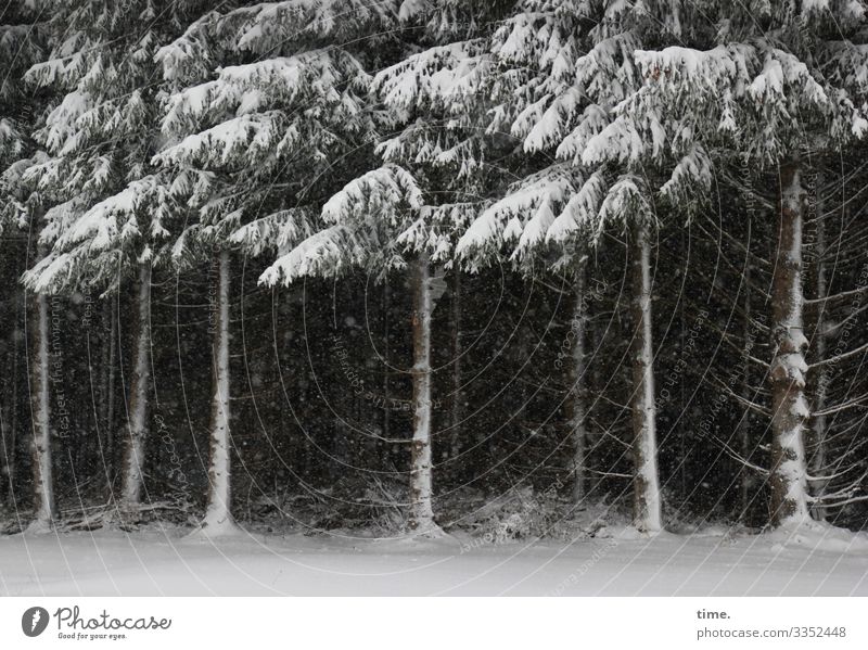 Zusammenhalt | Eiszeit Winter Schnee Schneefall Baum Kiefer Nadelbaum Waldrand dunkel Zusammensein Gelassenheit geduldig ruhig Ausdauer standhaft Müdigkeit