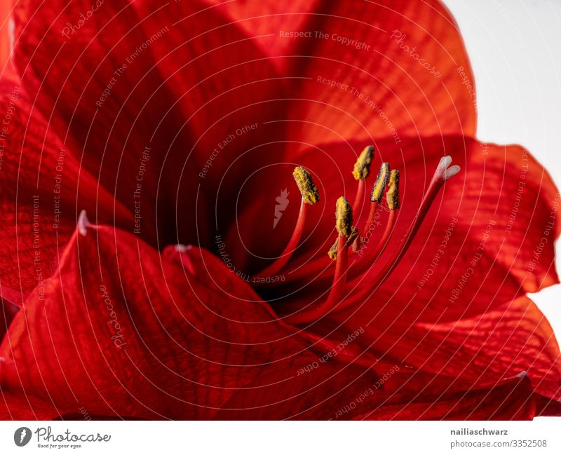 Rote Amaryllis rot Ritterstern schließen Makro abschließen weiß schwarz Hintergrund intensiv Blütenknospen Blume geblümt Schönheit Natur Blütezeit Überstrahlung