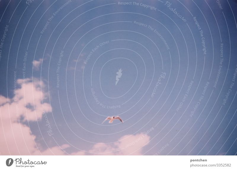 Möwe fliegt vor blauem Himmel mit Wolken Natur Urelemente Luft Sonnenlicht Sommer Tier Wildtier Vogel Flügel fliegen Freiheit Lebensraum Tierschutz Farbfoto