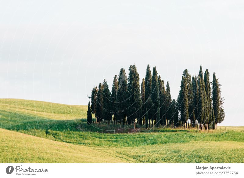 Ansicht von Zypressen in der Landschaft der Toskana, Italien Umwelt Natur Pflanze Frühling Sommer Baum Gras Wiese Feld Europa schön natürlich grün