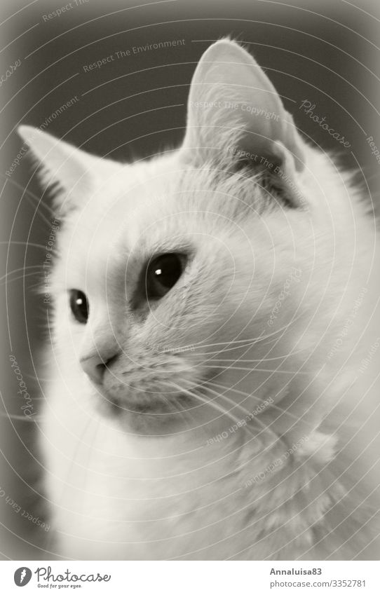 Die schönste Katze Natur Tier Haustier 1 außergewöhnlich weich weiß Weiße katze kuschlig Schwarzweißfoto Kunstlicht Porträt