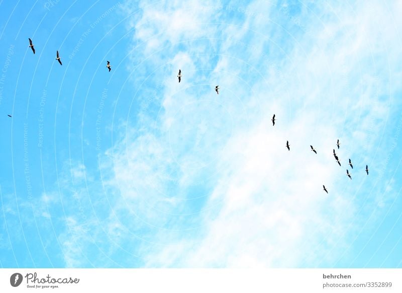 himmelwärts Ferien & Urlaub & Reisen Freiheit Menschenleer fantastisch Außenaufnahme besonders Ferne Fernweh reisen Sehnsucht Farbfoto Pelikane Vögel fliegen