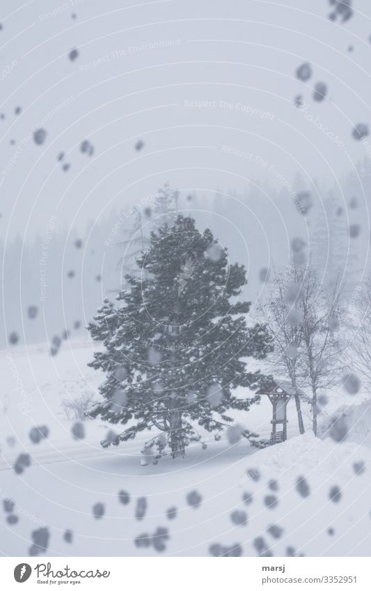 Eiszeit | am Besten von Innen erleben Natur Winter Frost Schnee Schneefall Pflanze Baum Wald-Kiefer kalt natürlich Sturm Schneelandschaft Farbfoto