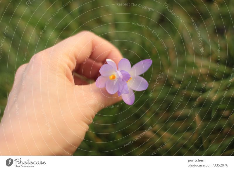 Frauenhand pflückt lila Blumen. Grünes Gras im Hintergrund Hand Umwelt Natur Pflanze Klimawandel Wiese gelb grün violett paarweise pflücken Valentinstag